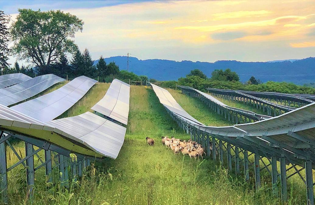 Solar grazing: An exploration of agrivoltaics in the US and China