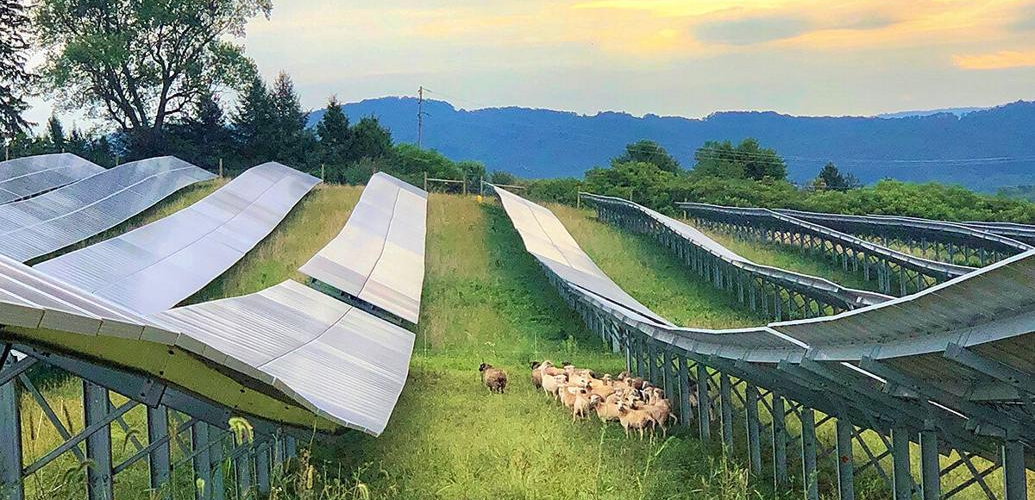 Solar grazing: An exploration of agrivoltaics in the US and China