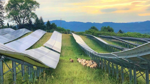 Solar grazing: An exploration of agrivoltaics in the US and China