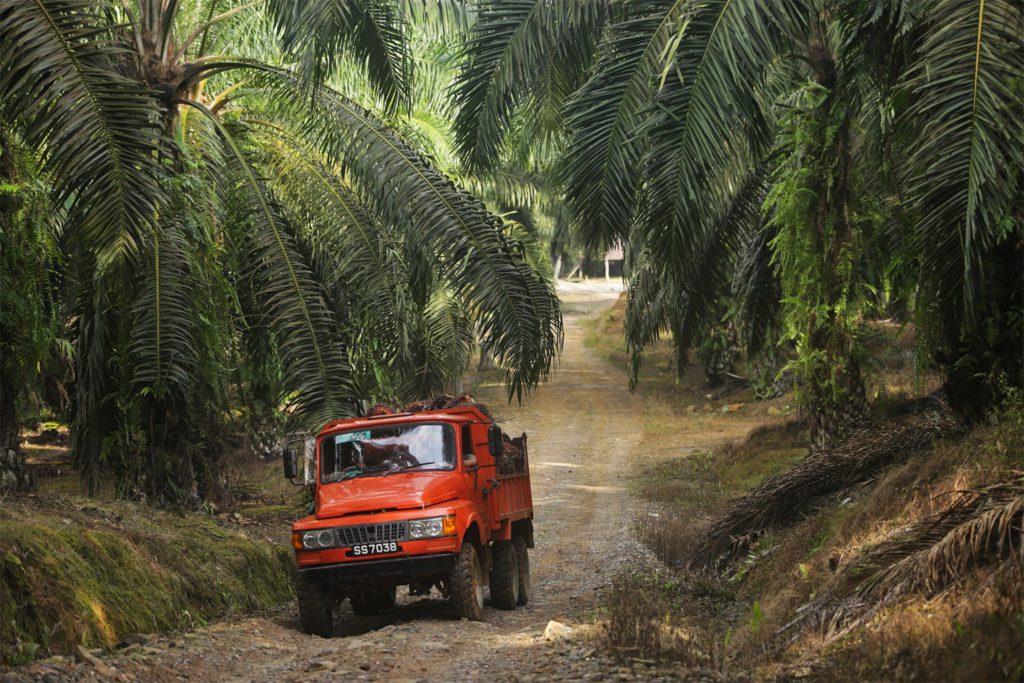 A truck transporting harvested oil palm fruit, Sabah.