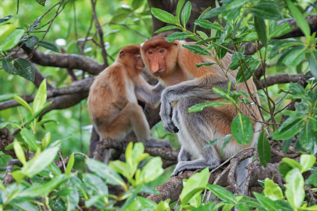 Proboscis monkeys in Sabah. The focus of the proposed expanded protected area network is on protecting large natural landscape areas that are most important for wildlife conservation.