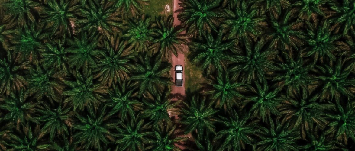 Malaysia’s Sabah encouraged by group certification for palm oil sustainability
