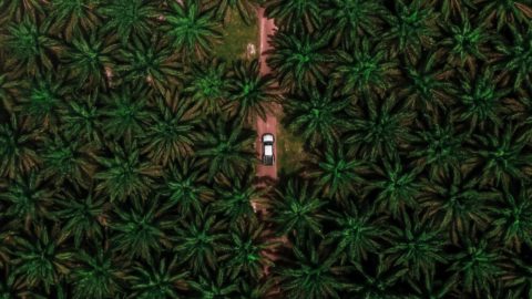 Malaysia’s Sabah encouraged by group certification for palm oil sustainability