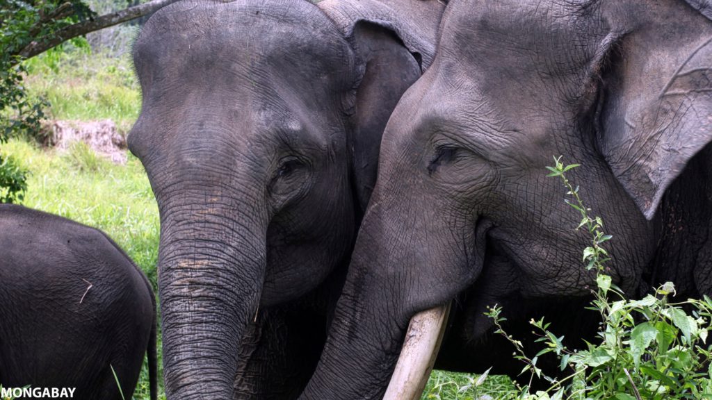 Sumatran elephants in Sumatra, Indonesia.