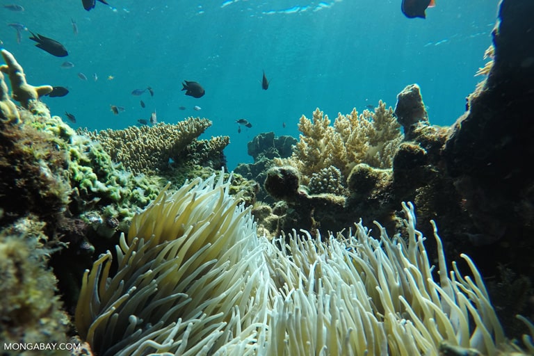 Indonesia’s Komodo Islands marine protected area.