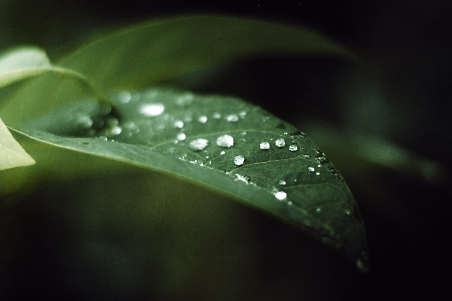 This deep learning AI model can predict climate change’s impact on daily rainfall patterns