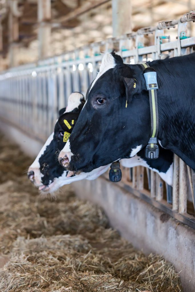 Nestle is building a carbon-neutral ranch in Harbin for dairy and ...