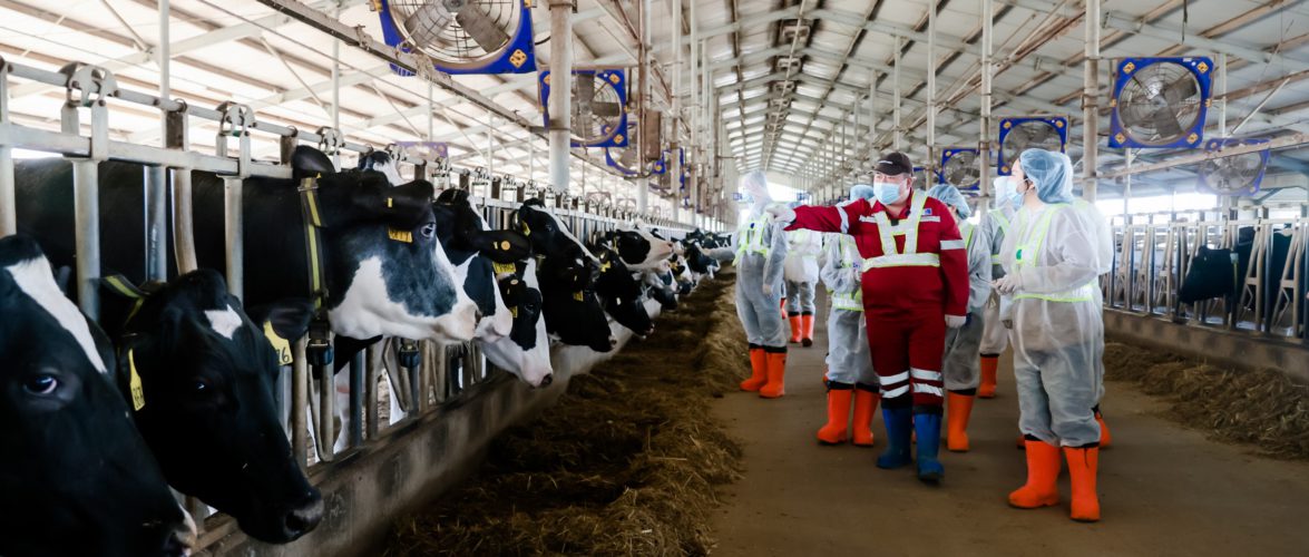 Nestle is building a carbon-neutral ranch in Harbin for dairy and agriculture
