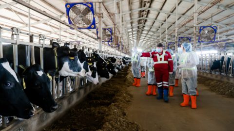 Nestle is building a carbon-neutral ranch in Harbin for dairy and agriculture