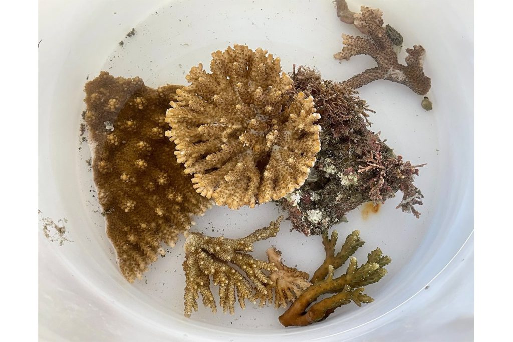 Photo of coral collected from Tateyama by Yasuda and team.