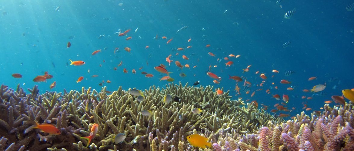 Climate refugees: Corals are thriving in Japan’s cooling waters amid warming seas