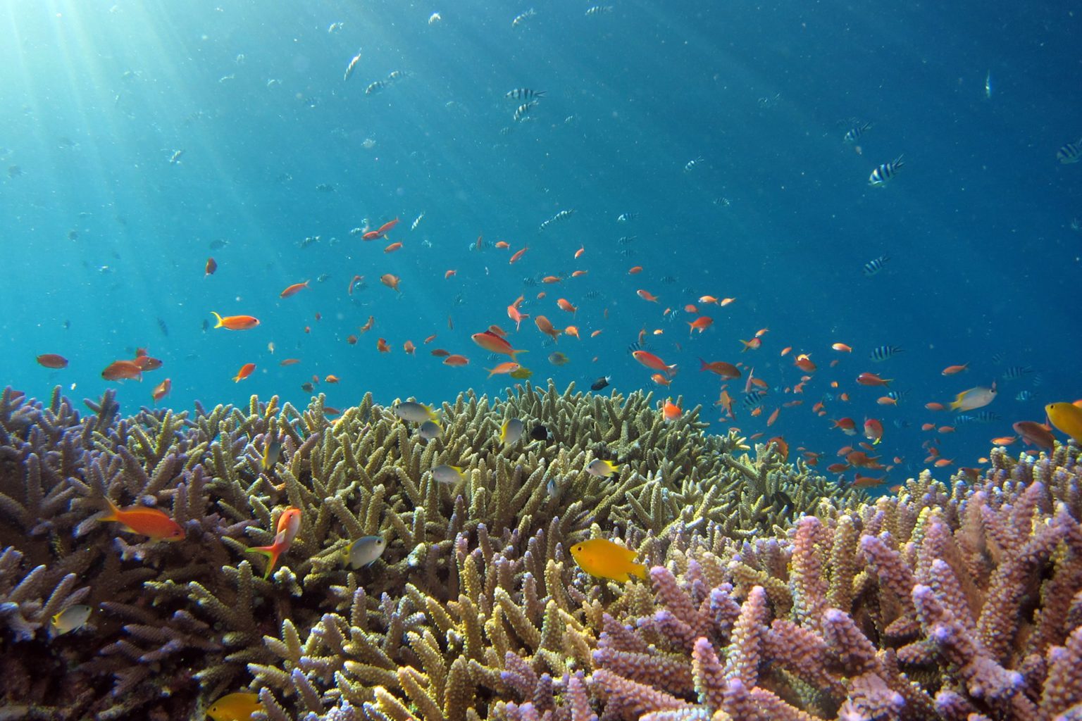 Climate refugees: Corals are thriving in Japan’s cooling waters amid warming seas