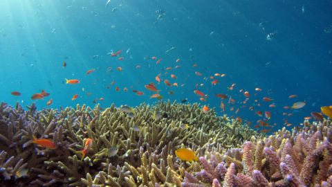 Climate refugees: Corals are thriving in Japan’s cooling waters amid warming seas