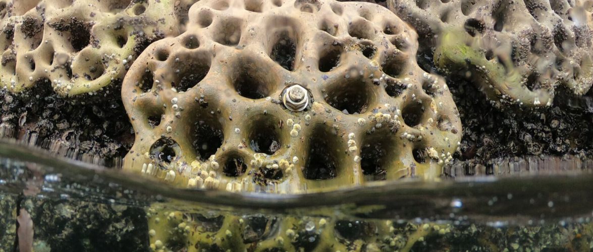 Living seawalls: What you should know about these “concrete panels” that preserve marine biodiversity