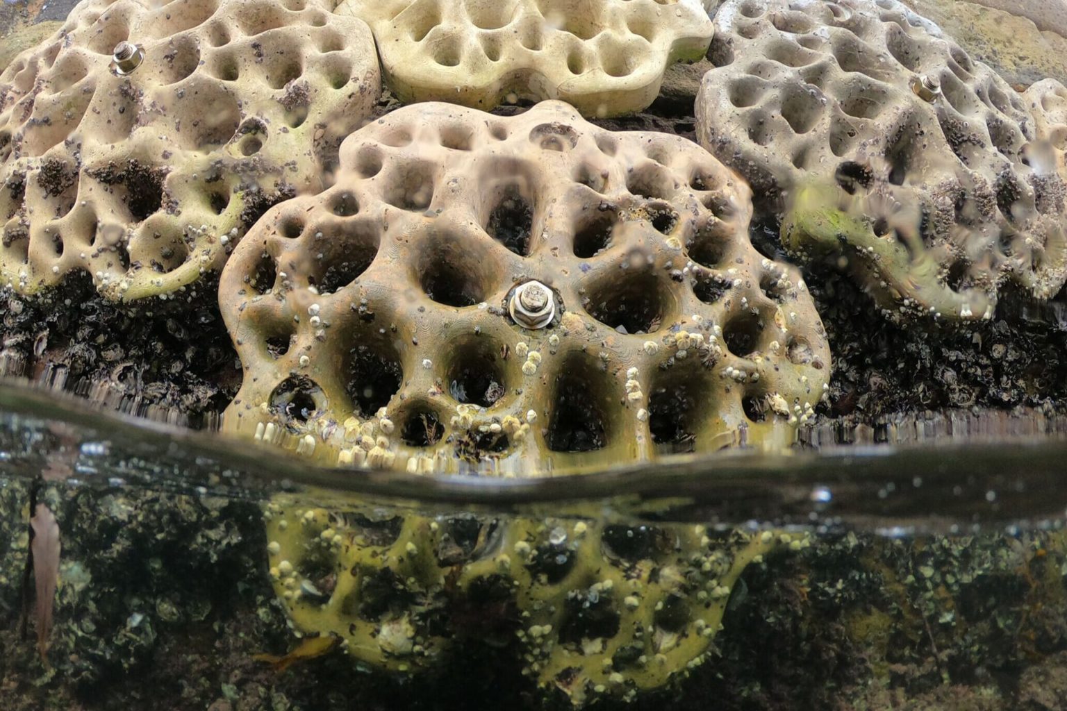 Living seawalls: What you should know about these “concrete panels” that preserve marine biodiversity