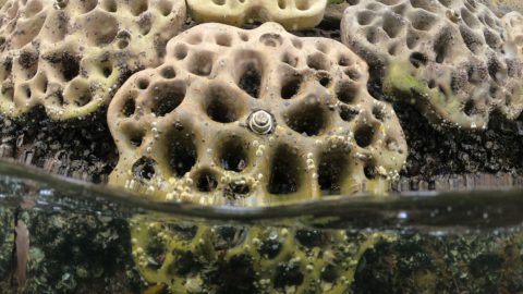 Living seawalls: What you should know about these “concrete panels” that preserve marine biodiversity