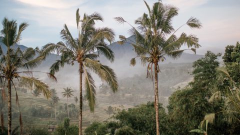 Indonesian palm oil giant panned by activists over ‘independent’ probe into alleged violations