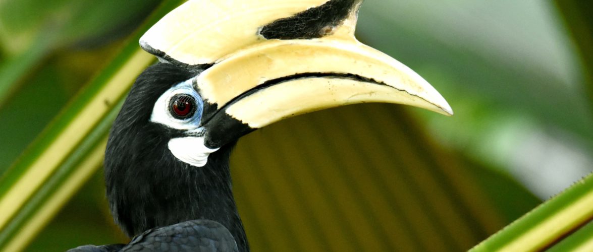 Biodiversity loss in Singapore may be less severe than initially estimated