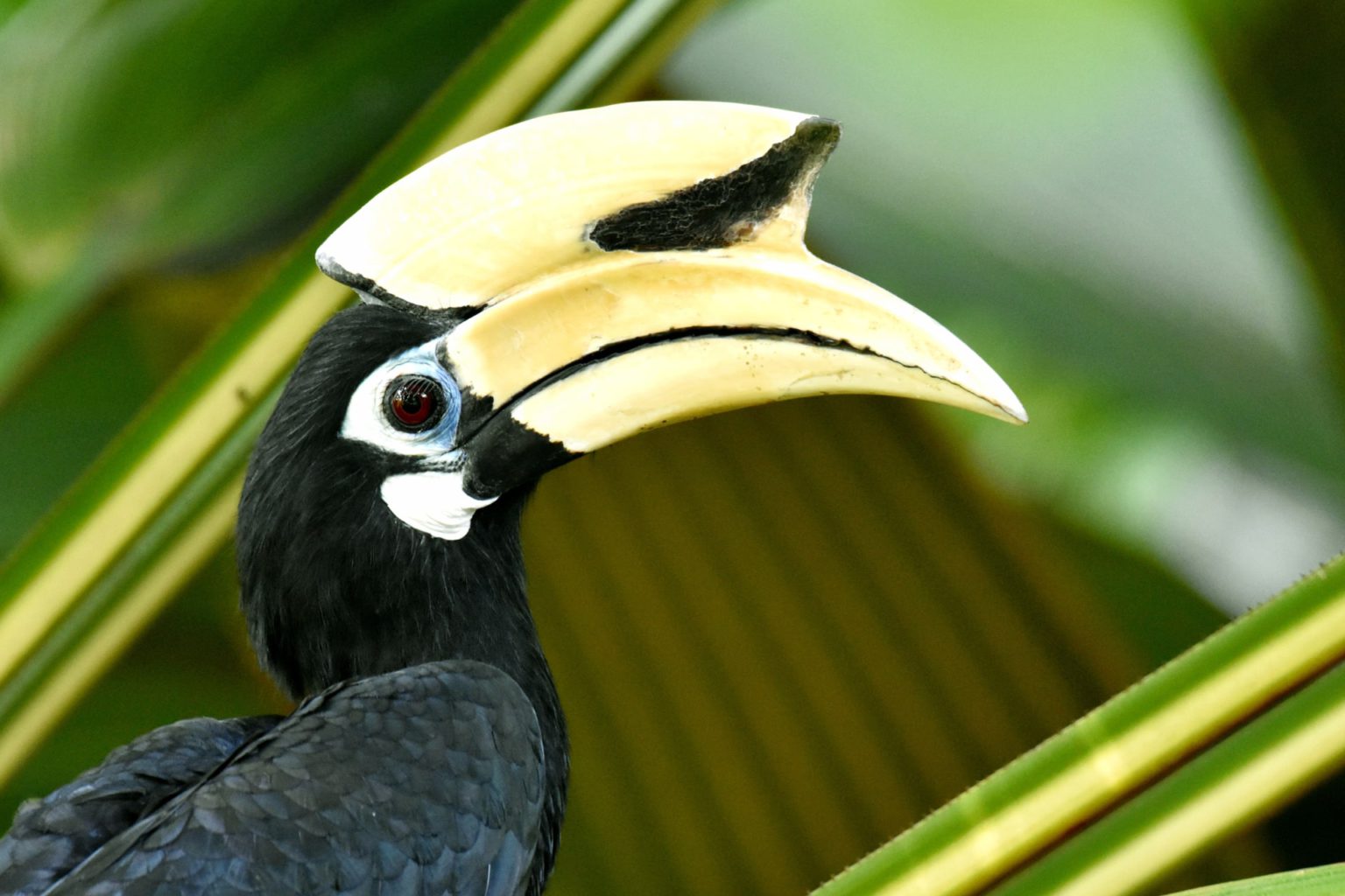 Biodiversity loss in Singapore may be less severe than initially estimated