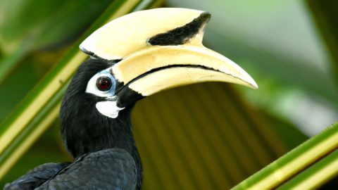 Biodiversity loss in Singapore may be less severe than initially estimated