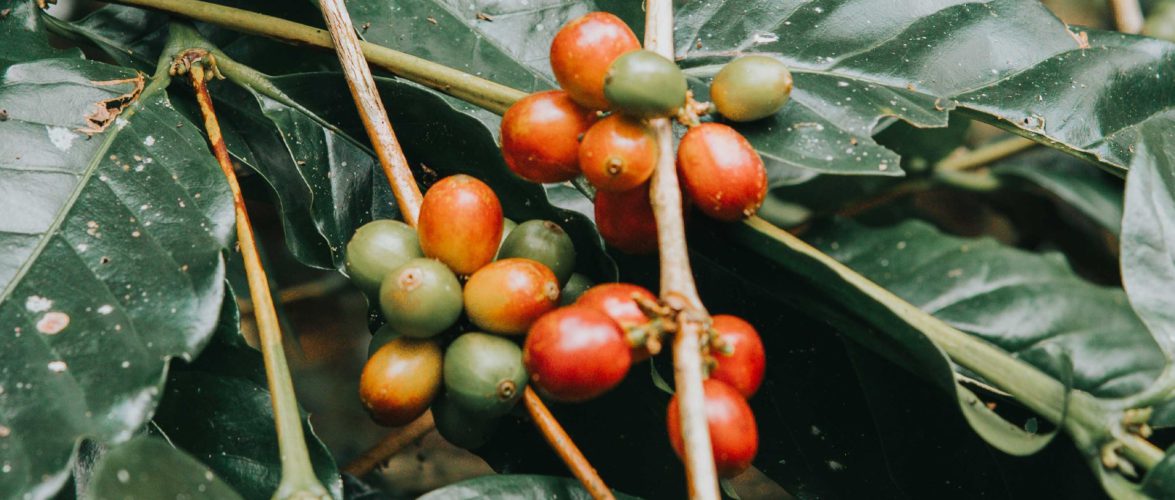 Indonesian farmers turn to agroforestry and organic techniques amid rising costs and adverse weather