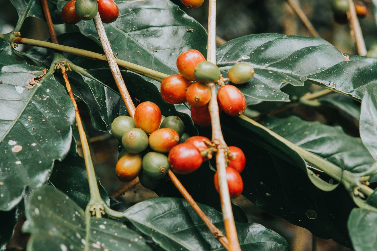 Indonesian farmers turn to agroforestry and organic techniques amid rising costs and adverse weather