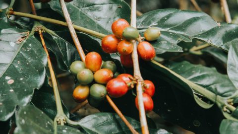 Indonesian farmers turn to agroforestry and organic techniques amid rising costs and adverse weather