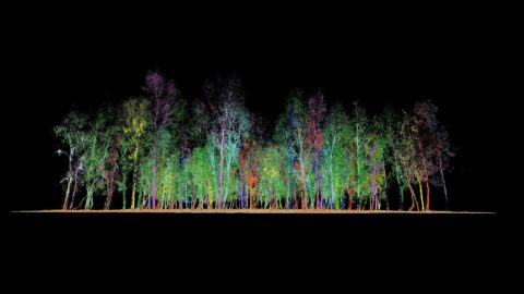 Catch twenty-two: What you should know about carbon offsetting