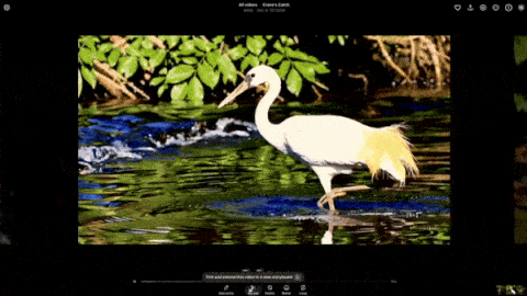 GIF showcases a sample output from OpenAI's Sora, blending two clips seamlessly created by the system.