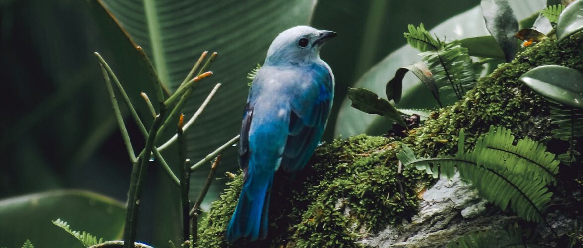 As smart feeders reshape birdwatching, can early leaders keep their perch?