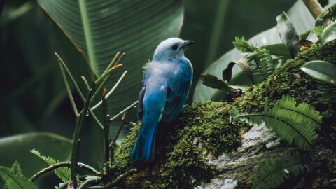 As smart feeders reshape birdwatching, can early leaders keep their perch?