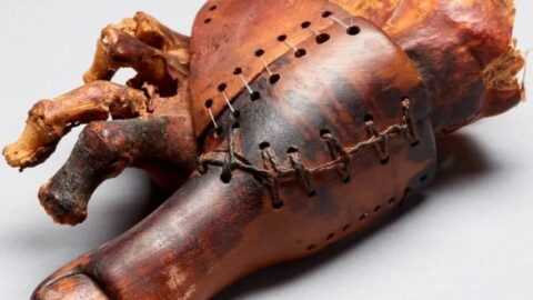 The “Cairo toe,” one of the oldest known functional prosthetic body parts in the world. Photo source: Egypt Museum.